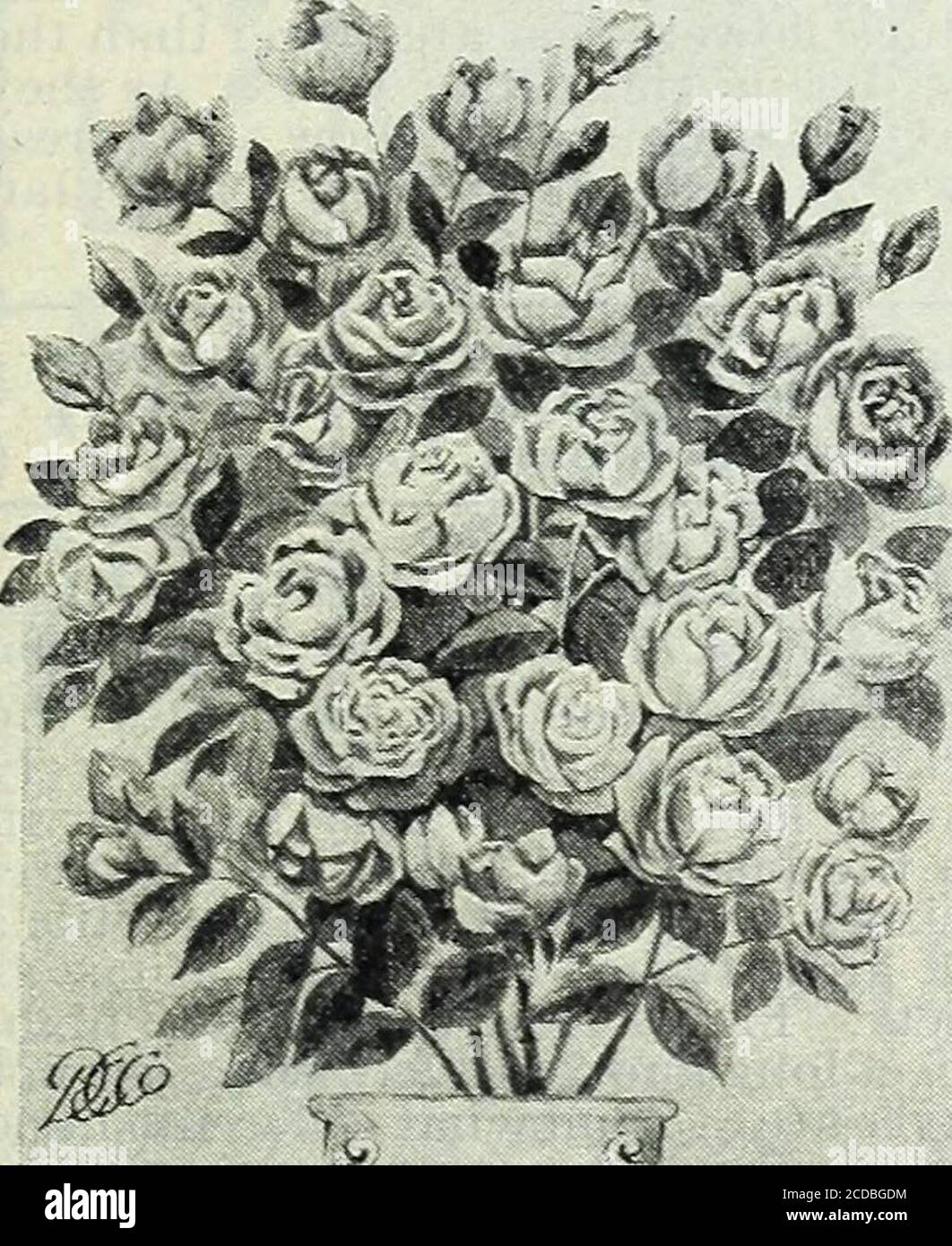 . Notre nouveau guide de la culture des roses : des roses D.&C. typiques peintes de la nature . ^H^EDrWLJE55AniI^. CONFEDERATE JESSAMINE (Rhyncospernum jasminoides) UNE belle plante en pot avec un feuillage brillant, à feuilles persistantes, produisant des masses de fleurs pures comme la wliite Jessamine; de la plupart exquisitefragrance; habitude d'escalade; extrêmement fin pour le trellis et le jardin de fenêtre. 15 cts chacune; 4 cts 50; 9 cts 1 $. HewJessam4NE-Maip ofOruean^- LE WATERHYACINTH UNE plante curieuse d'une grande beauté. Hassmooth, feuilles vertes rondes, à laquelle on a mis à la machine une tige touffue. Semblable à un blad-der, ce qui signifie que la plante est autorisée à flotter sur les s. Banque D'Images