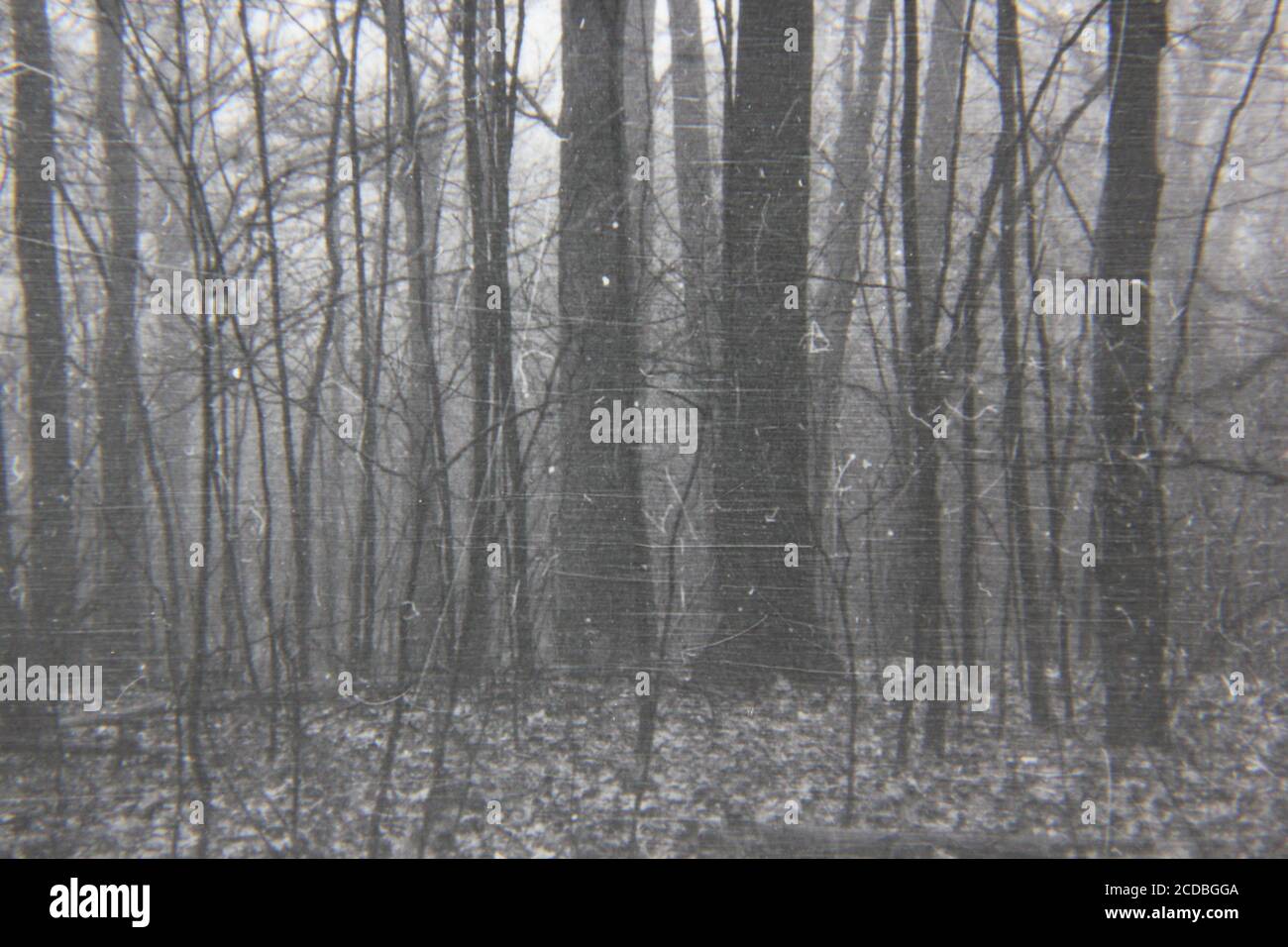 Belle photographie en noir et blanc vintage des années 1970 d'un brouillard complet s'installant dans les bois sombres profonds. Banque D'Images