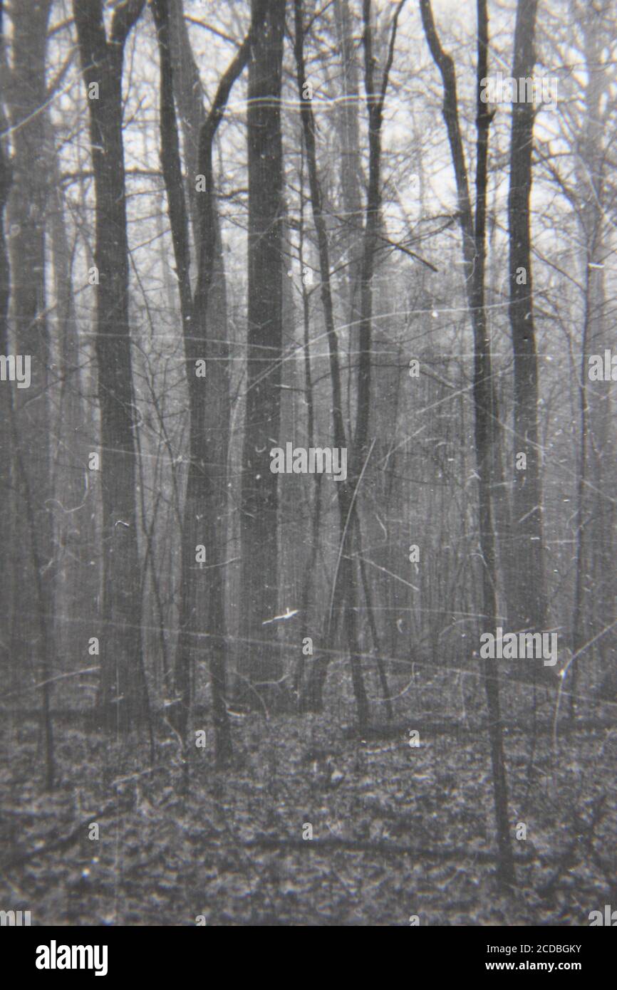 Belle photographie en noir et blanc vintage des années 1970 d'un brouillard complet s'installant dans les bois sombres profonds. Banque D'Images