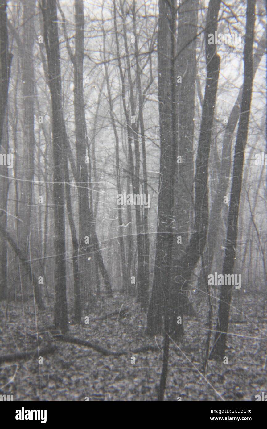 Belle photographie en noir et blanc vintage des années 1970 d'un brouillard complet s'installant dans les bois sombres profonds. Banque D'Images