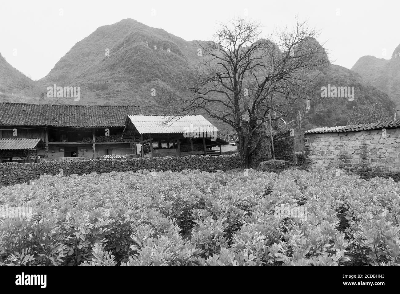 Paysage, vie quotidienne des gens dans les hautes montagnes de sa Pa, Vietnam Banque D'Images