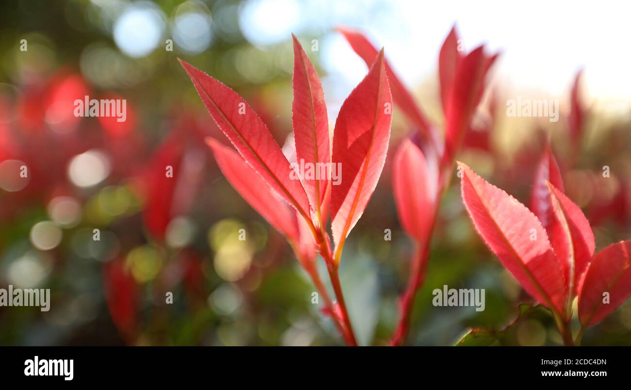 Superbe gros plan de magnifiques feuilles de photinia rouge nouveau en pleine croissance avec lumière du soleil rétro-éclairée traversant le premier plan verdoyant. Banque D'Images