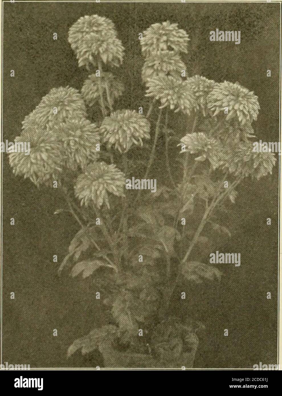 . L'échange des Florists : un moyen hebdomadaire d'échange pour les fleuristes, les nourriciers, les planteurs et le commerce en général . r collection de 12 vases Anemone Chrysanthemums, espèces. • Howard Phipps, Westbury, N. Y., C. J. Muller, gdr., collection de chrysanthèmes de semis, espèces. WM. Shillabeer, Esses Fells, N. J., J. P. Sorenson, gdr., seedlingChrysanthenmm, espèces. Mme H. Darlington, exposition de Chrjsanthemums et Gladioli, espèces., Herbert L. Pratt, Glen Cove, N. Y., Henry Gaut, gdr., espèces. Frederick Stinges, pour l'exposition de Chrysantlichniums et de Violets, espèces. J. R. de Lamar, bague de forme impaire Chrys Banque D'Images