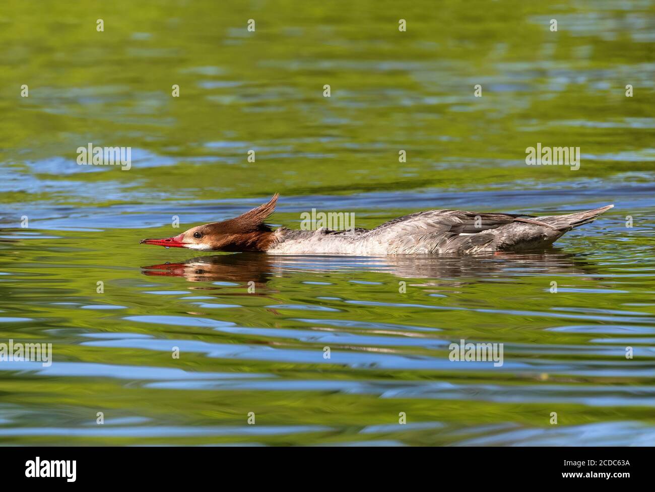 Une commune Femme Merganser montré nager dans une position inhabituelle, avec un cou et un corps étendus juste au-dessus de la surface de l'eau. Banque D'Images