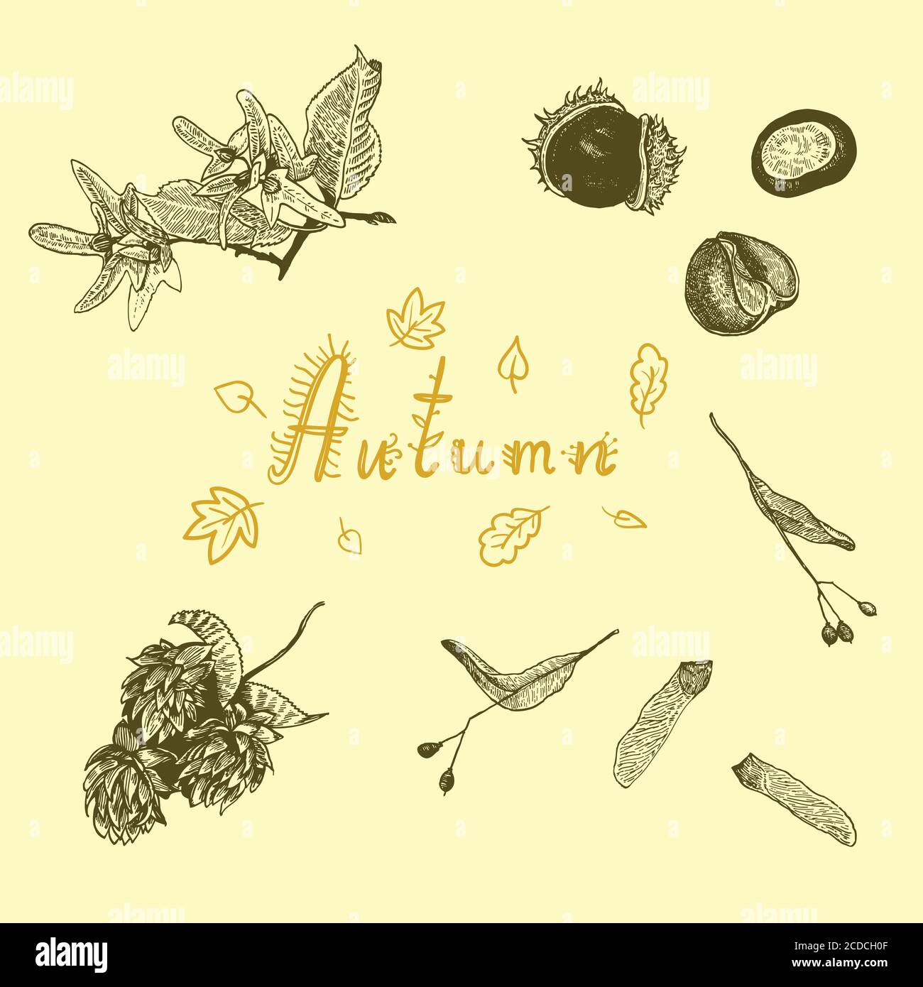 Ensemble avec des graines d'automne. Illustration botanique à l'encre dessinée à la main Illustration de Vecteur
