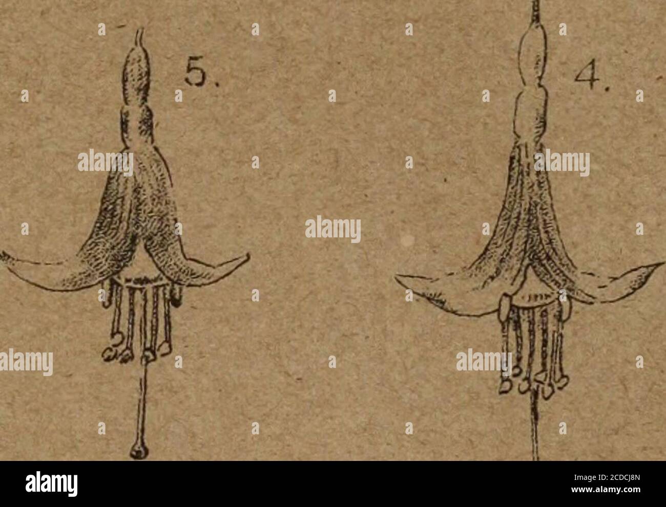 . Transactions de la Société royale de Nouvelle-Zélande . Banque D'Images