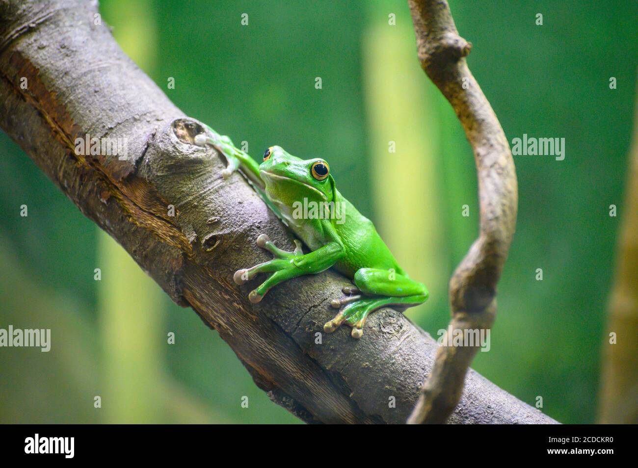 Grenouille d'arbre à lèvres blanches au zoo de Taronga Banque D'Images