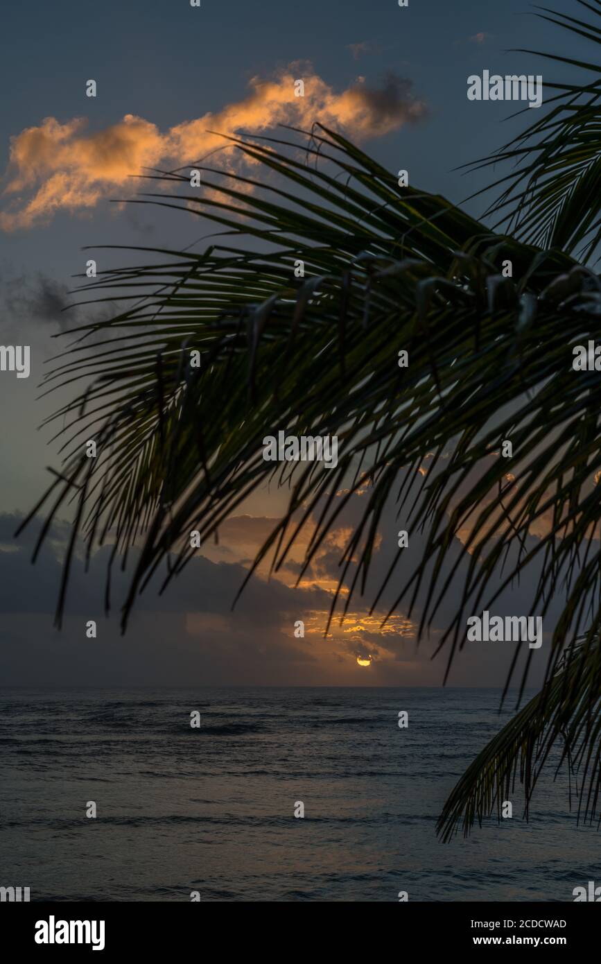 Lever du soleil sur la mer des Caraïbes à travers les palmiers sur la plage à Akumal, Quintana Roo, Mexique. Banque D'Images