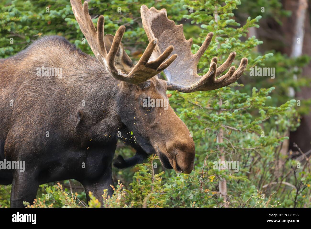 Gros plan de Bull orignal dans une forêt Banque D'Images Gros plan de Bull orignal dans une forêt Banque D'Images
