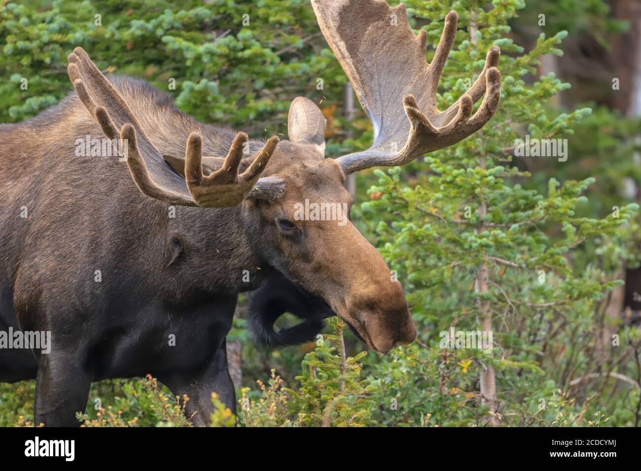 Gros plan de Bull orignal dans une forêt Banque D'Images Gros plan de Bull orignal dans une forêt Banque D'Images