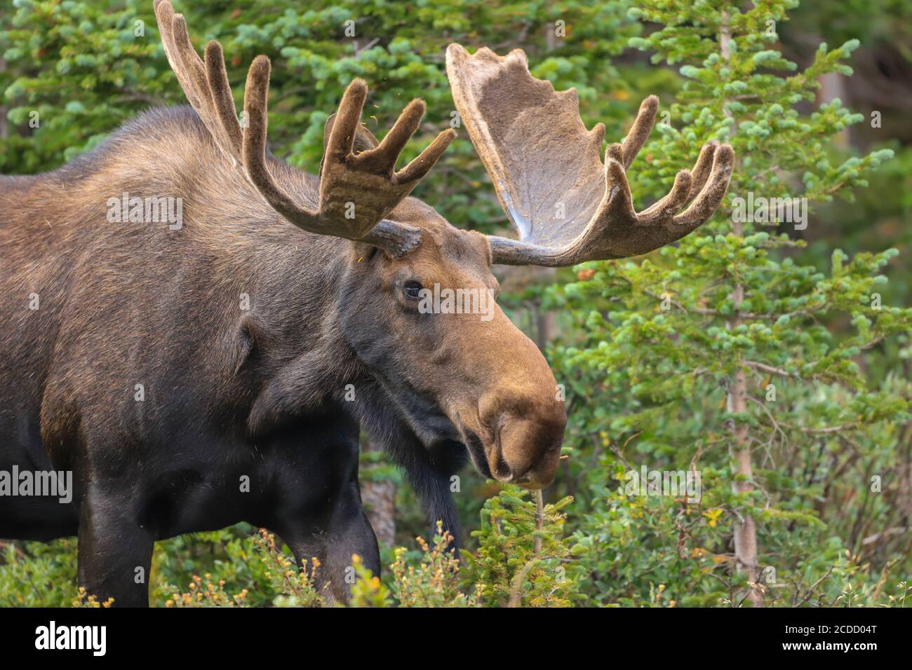 Gros plan de Bull orignal dans une forêt Banque D'Images