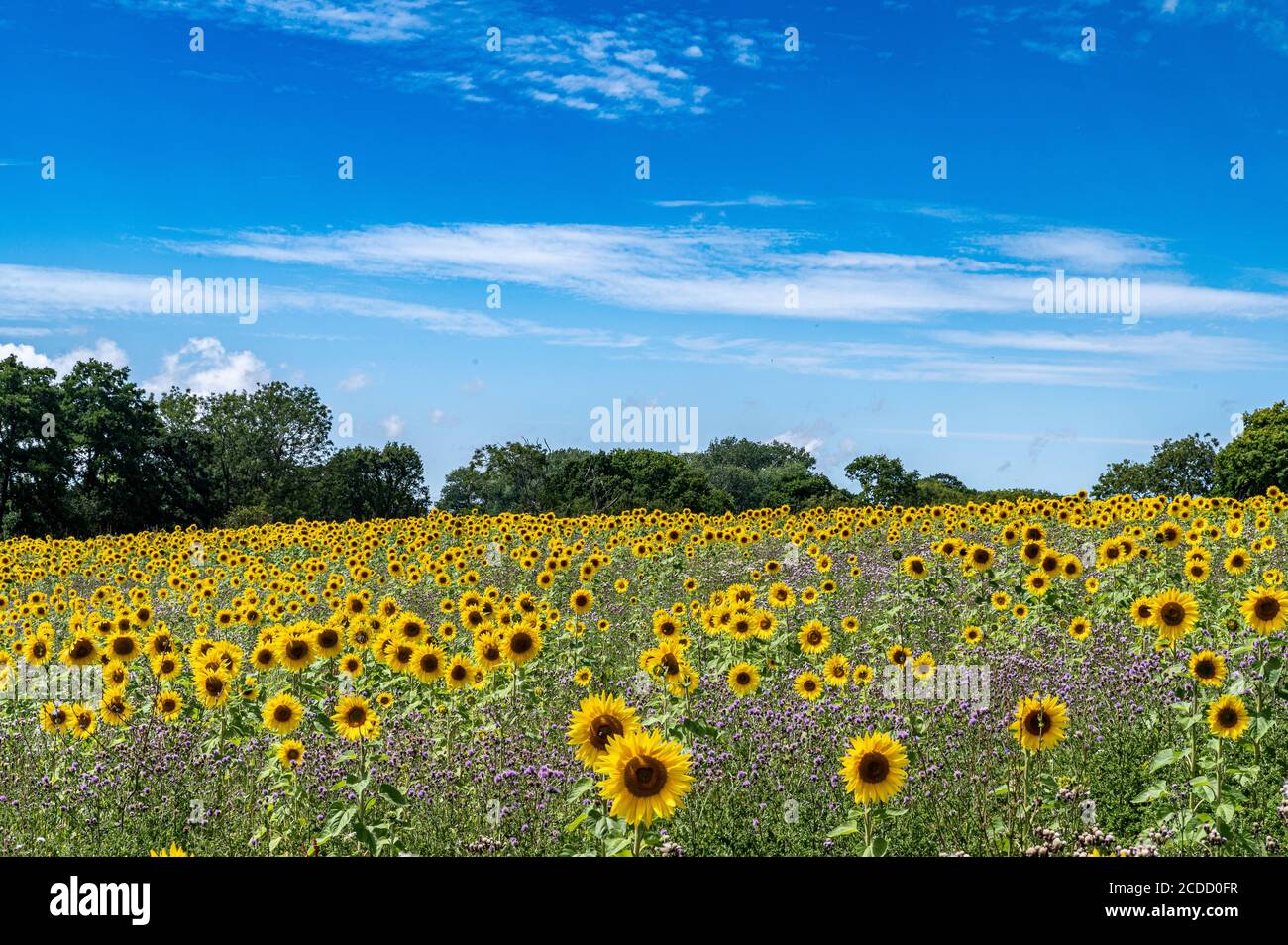 Tournesols en fleurs Banque D'Images