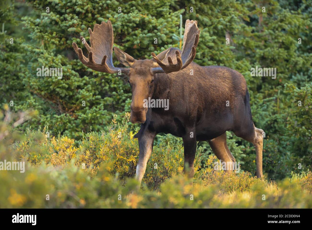 Gros plan de Bull orignal dans une forêt Banque D'Images