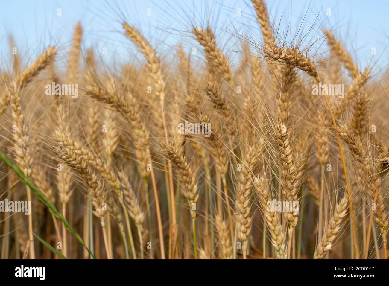 Maturation des épis d'orge dans le champ. Banque D'Images