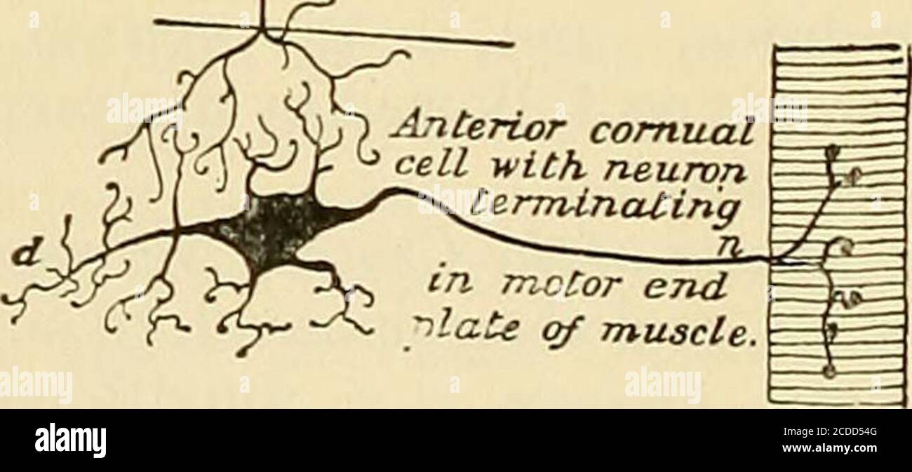 . Un système de médecine, par de nombreux auteurs; . Figure 5. — représentation diaorrainmatique de la corticale „• „ t i ?&gt; ? n i la cellule pyramidale, avec n, neurone et d, den- SIS, ne peut être expliquée que par les SUppOS- drons représentant le chemin moteur 7tpp«r .&gt;v,!7;ft«;ii! De l'ino- que thp fli^paqp k n nrimn-pvvolontaire; CVL., collatéral passant ^ ^^^^^ ^^^ l’Uisase EST une primose de corps callosum Neurone passant par, déficience du nutritiou de l’I. C, capsule éternelle ; (7. C, crus cerebri P. ^ .. ^ pons; J/, medulla, où se produit la décussation. GUgllOn CCU. Les cas ont été le neurone est vu à giv Banque D'Images