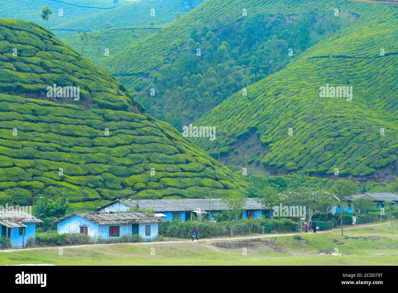 Village de fermiers à Munnar, kerala Banque D'Images