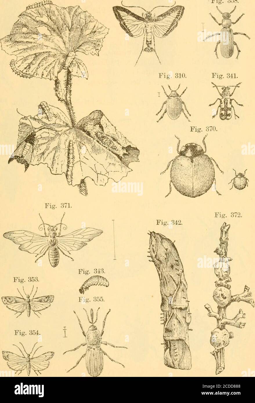 . Insectes nuisibles du verger, vignoble, champ, jardin, jardin d'hiver, maison, maison de stockage, animaux domestiques, etc., avec des remèdes pour leur extermination . 430 EXPLICATION DES FIGURES, PLANCHE 4 EXPLICATION DE LA PLANCHE 4. Figure 297.—millepertuis; à gauche, plusieurs des millepertuis ont des feuilles—couleur de vers, vert jaunâtre; à la lumière du jour, une teigne—couleurs, noir et blanc. Figure 310.—petit dendroctone de la pomme de terre (No 1) — couleur, noir. Figure 841.—asperge—couleur bleu-noir, jaune et rouge. Figure 842.—oeufs d'asperges sur une tige d'as])aragus—couleur des oeufs, noirâtre. Figure 343.—larve d'Asparagus B Banque D'Images