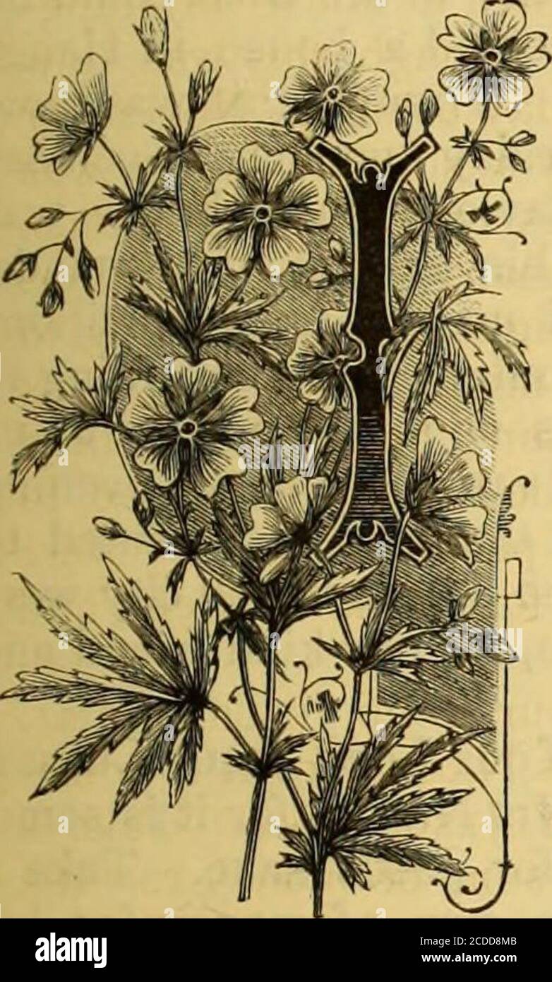 . Les millions 1888 . envoyés. J'aime tout notre partywell. Si ce n'était pas pour la chaleur il n'y aurait rien de moreto à souhaiter. Je devrais être reconnaissant à Dieu pour mes prières. Jjiprtos anft %TXthvk. Le 31 décembre, le navire à vapeur Per P. and O. Bnndisi, MM. W, G.Peat, W. M. Belcher, F. E. Lund, A. H. Bridge, E.Murray et Geo. A. Cox, L.R.C.P., etc., à gauche pour la Chine. Le 10 décembre, M. R. J. Landale est arrivé de la Chine par courrier français. Le 8 décembre//1, Dr. et Miss E. WILSON sont arrivés persteamer glaucus. Le 8 décembre//, manque F. E. Campbell et Bessie IIanburyleft pour la Chine per P. et O, Steam Banque D'Images