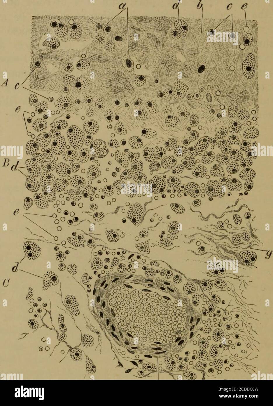 Calcifier Banque D Image Et Photos Alamy