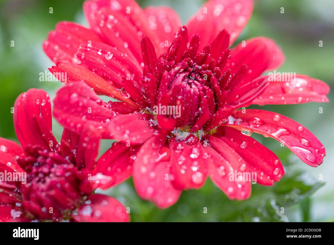 Gros plan des fleurs rouges de Chrysanthemum morifolium après la pluie avec gouttes d'eau Banque D'Images