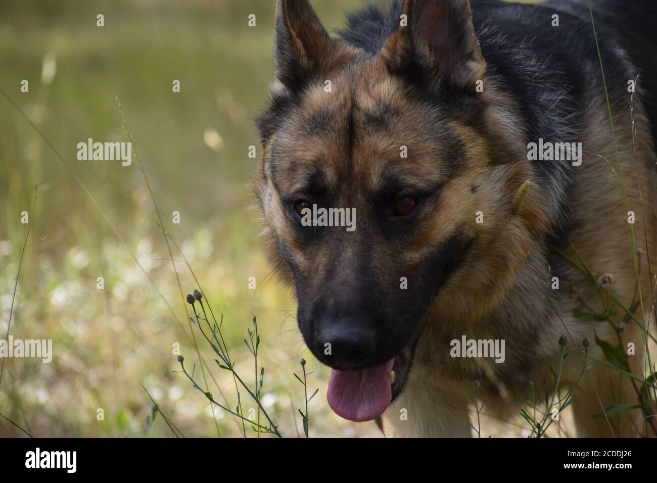 Gros plan sur le Berger allemand dans la nature Banque D'Images