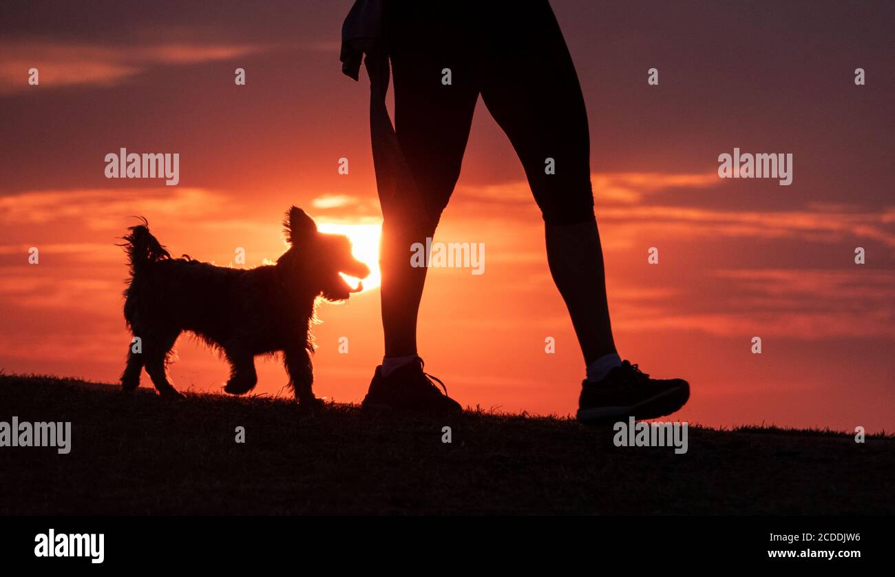 Silhouette d'un chien heureux au coucher du soleil. Banque D'Images