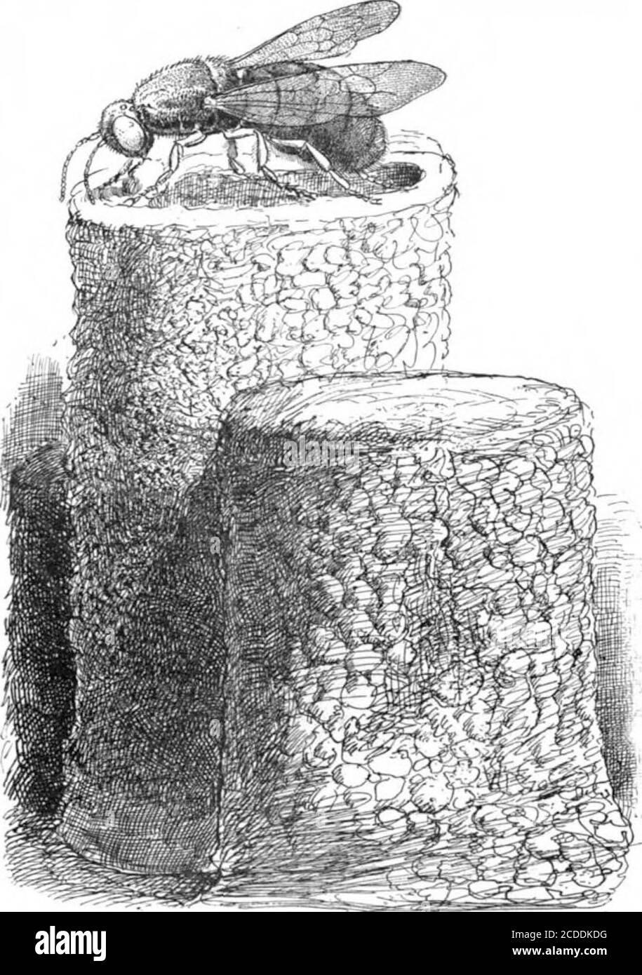 . Scientific American Volume 86 Numéro 14 (avril 1902) . SUR LE POINT D'ENTRER THEPLANT SOUS LA CAPUCHE. Contre un panneau dans la fenêtre,- déposez les rideaux en bas de la bocal, et unstop sa bouche. Les mouches tirera au maximum l'occasion de s'échapper; l'abeille, au contraire, bien au contraire, est censée être la plus sage des insectes, bourdonnement volontairement inanely sur l'extrémité fermée par laquelle vient la lumière, sans chercher à s'échapper dans une autre direction. La lumière et la liberté avec l'abeille sont syno-nomymes, et elle périra plutôt que de prouver le mensonge à ses convictions. Vous pouvez la garder confinée Banque D'Images