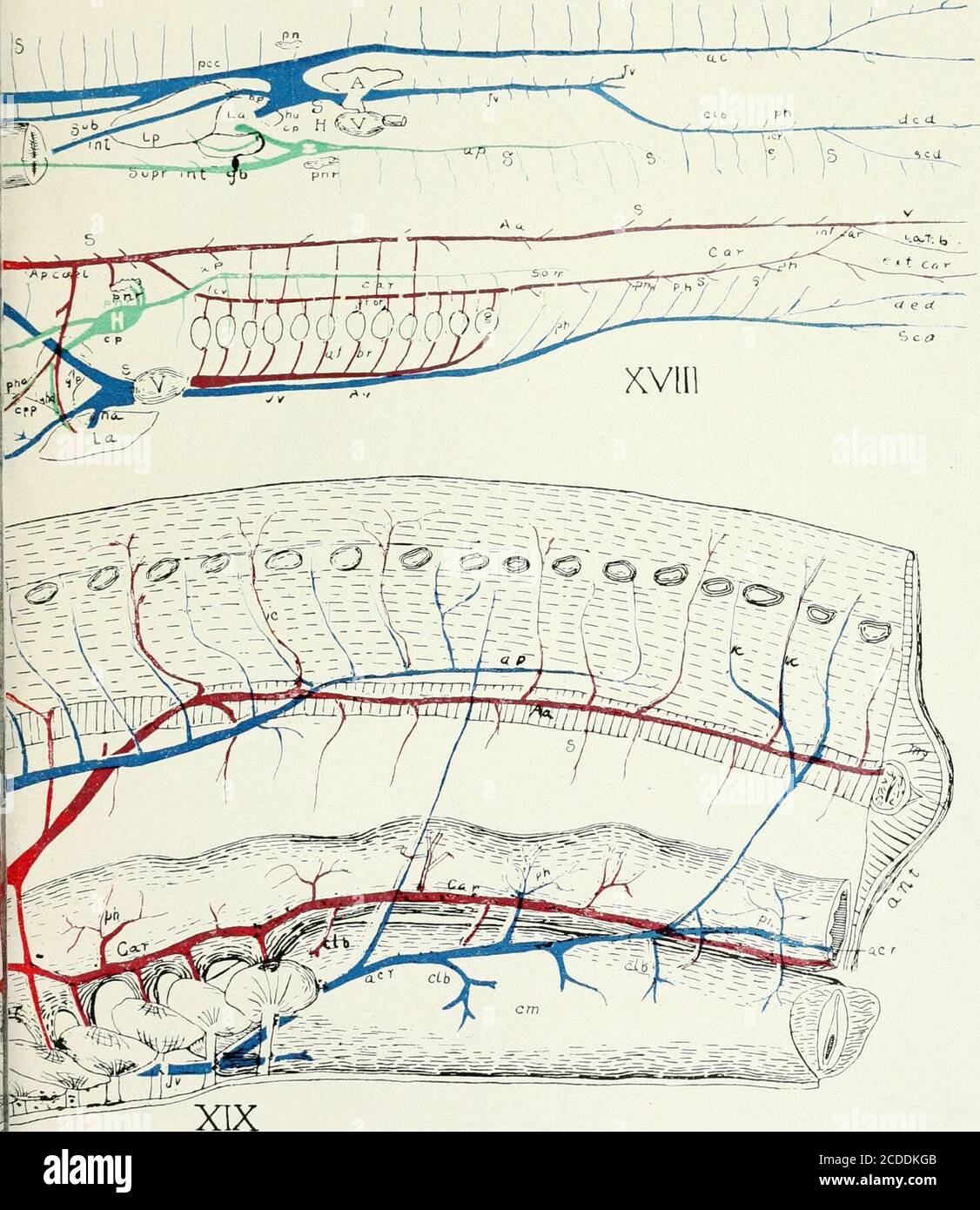 . Bulletin . C. M. Jackson, système vasculaire de Bdellostoma dombeyi FY DE CINCINNATI. PL.ATK III. 0000099032^ Banque D'Images
