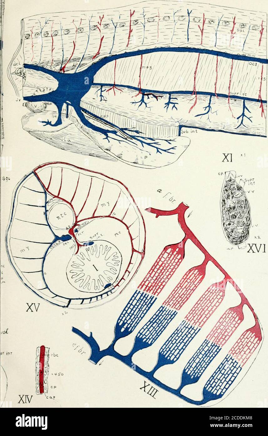 . Bulletin . C. M. Jackson, système vasculaire de Bdellostoma dombeyi. !TY DE CINCINNATI. Plaque II. BULLETIN—UNIVER: Skkiks 2. Non &gt;. Banque D'Images