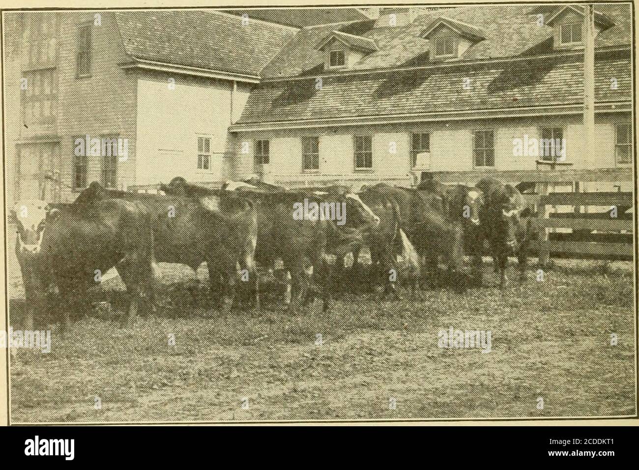 . Alimentation de stock rentable; un livre pour l'agriculteur . Lot. 1. Les steers ont alimenté le foin de prairie et de foin de l'entreprise. Coût, 3.90 $ la centaine; prix de vente, 5.10 $. Les steers de lot ont nourri le maïs, 90% : farine d'huile. 10 % et le foin de prairie. Coût, 3.90 $ par hun-dred : prix des sellins, 5.25 $. .Old Steers de deux ans dans un test du Nebraska pour montrer l'effet de la farine d'huile m a ration ou le maïs et le foin de prairie. 176 Banque D'Images