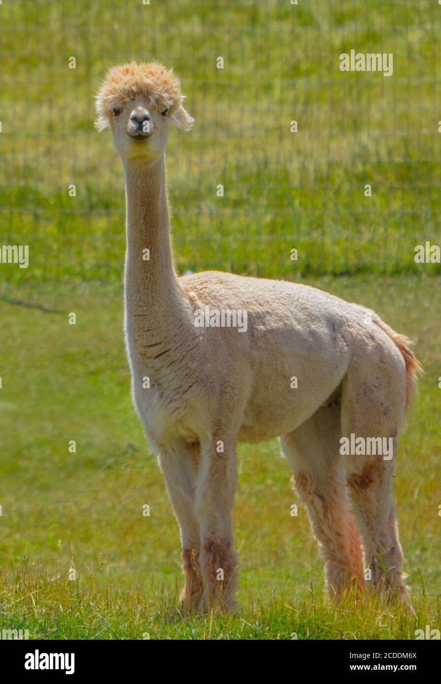 Llama's sont d'Amérique du Sud. De la famille des chameaux et sont des animaux très sociaux avec de la laine très douce. Ils sont sur une ferme dans le Colorado. Banque D'Images