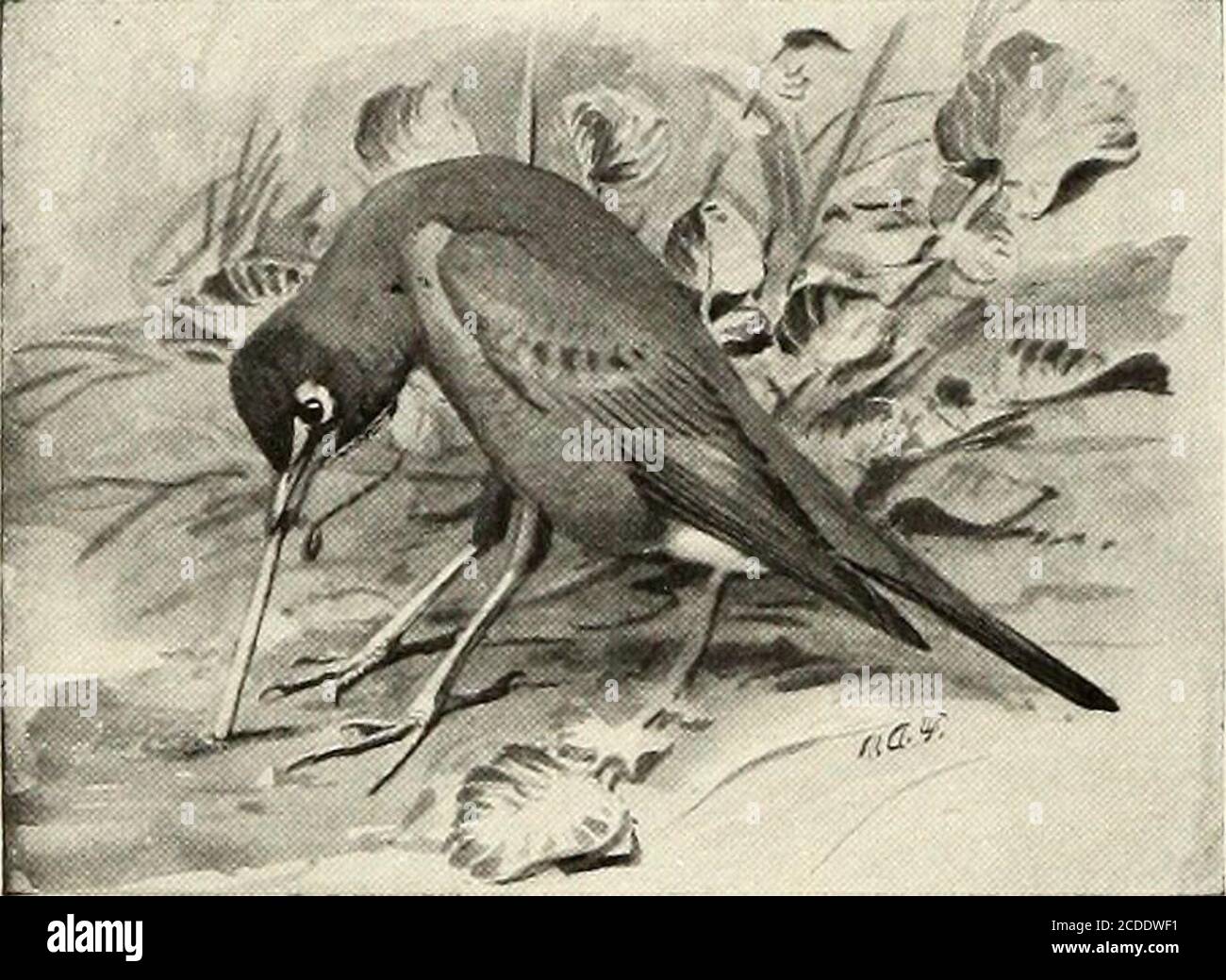 . Saint-Nicolas [série] . SCIENCE YOUNCiFOLKS. EDTEO BXTDWARD Y. BGD OW. ! Paruline noir et blanc. redstart américain. Paruline à châtaignier. Paruline de Magnolia. Si, un jour de mai, les sommets des arbres sont pleins de petites verrues en train de fendre, ce n'est pas signe que le lendemain les trouvera encore là. LE RETOUR DES OISEAUX. Le retour annuel des oiseaux est l'un des plus grands casse-tête de natures. Pendant de nombreuses années, les gens ont observé et re-. Un ROBIN TIRANT UN VER DE TERRE HORS DE LA TERRE. Cording faits relatifs à ce puzzle. En thisall, les jeunes gens peuvent aider. Presque tous les petits oiseaux Banque D'Images