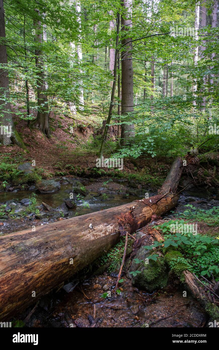 Le parc naturel de la Forêt thuringeoise a dans certains domaines une politique de non-perturbation. La forêt est intacte et décède naturellement. Banque D'Images