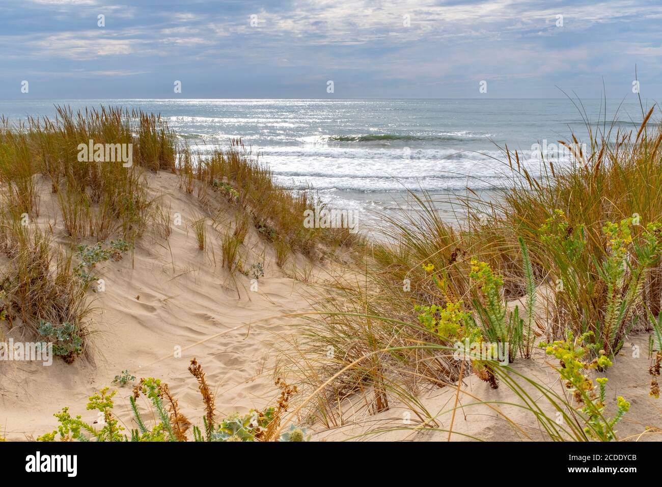 Vagues de l'océan se brisant sur une plage de l'Atlantique vide sur la côte française. Prise d'un petit chemin en été à la fin de l'après-midi Banque D'Images