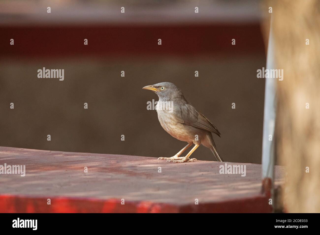 Grand Babbler gris, Argya malcolmi, Inde Banque D'Images