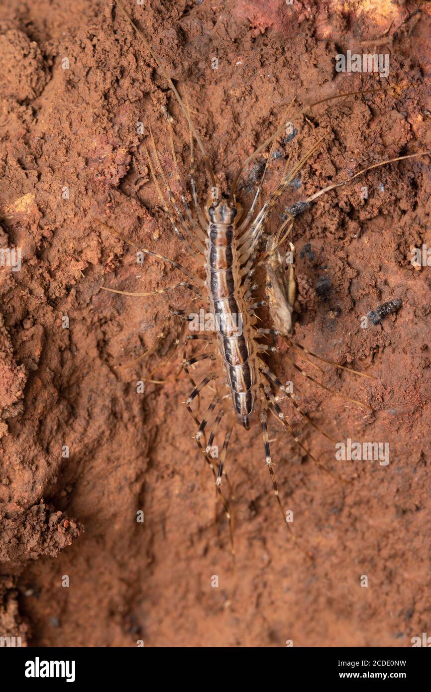 Dorsale de la maison centipede, Scutigera coleoptrata, Satara, Maharashtra, Inde Banque D'Images