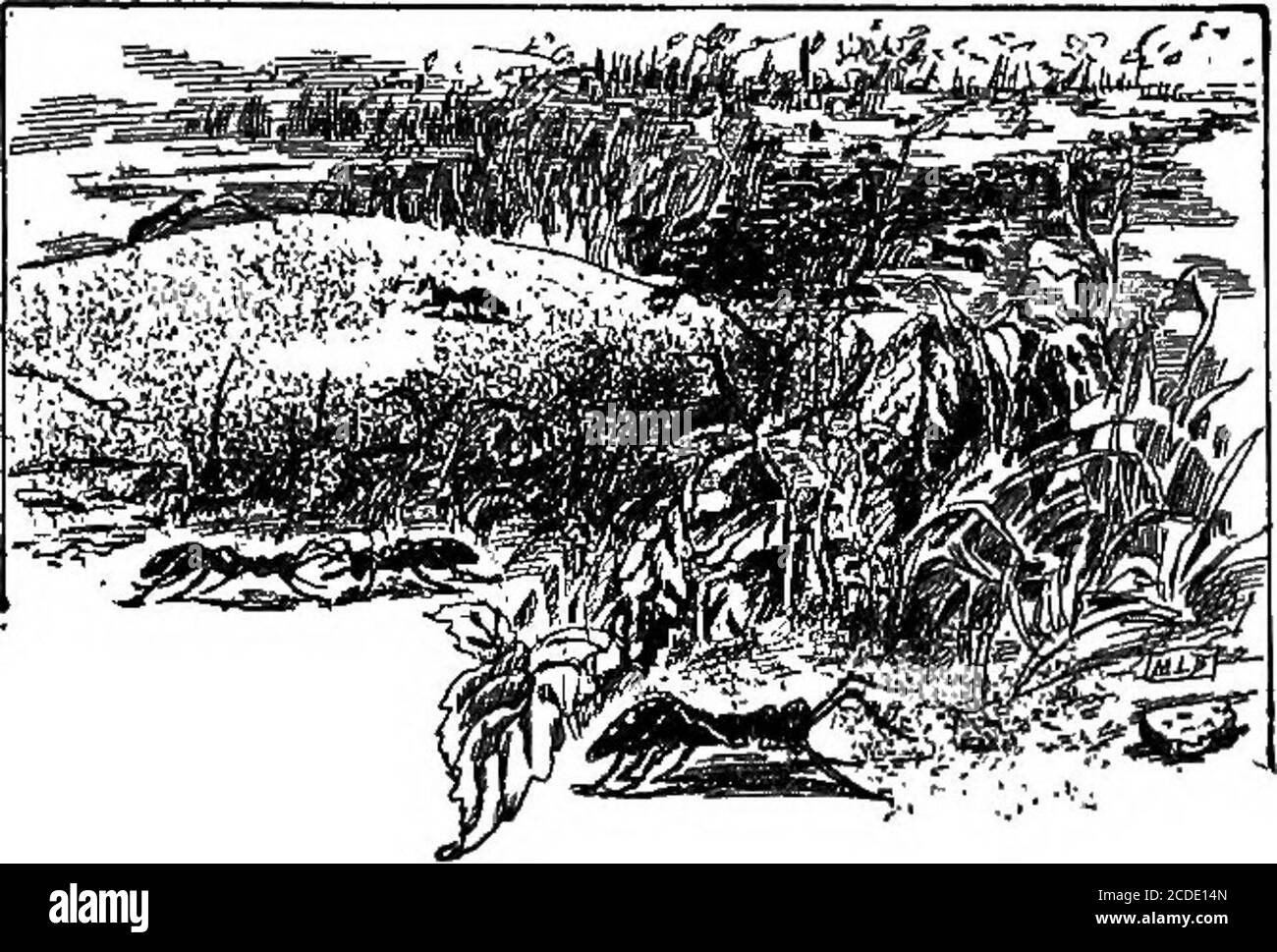 . Pierres à pas à la littérature : un lecteur pour les sixième années . main, pour deux ou trois fourmis noirs étaient rushingabout dans la plus grande agitation, et l'un a été perché sans mouvement avec son propre pupa dans sa bouche sur le sommet d'une étendue de la lande, une image de désespoir sur sa maison ravagée. Tels sont les faits, bien qu'ils n'aient pas besoin de confirmationpar moi, en ce qui concerne le merveilleux instinct de faire des esclaves.Qu'on observe ce qu'un contraste instinctif les habitants des fourmis rouges présents avec ceux des fourmis continentaux bruns. Ce dernier ne construit pas son propre nid, ne détermine pas ses propres migrations, ne fait pas Banque D'Images