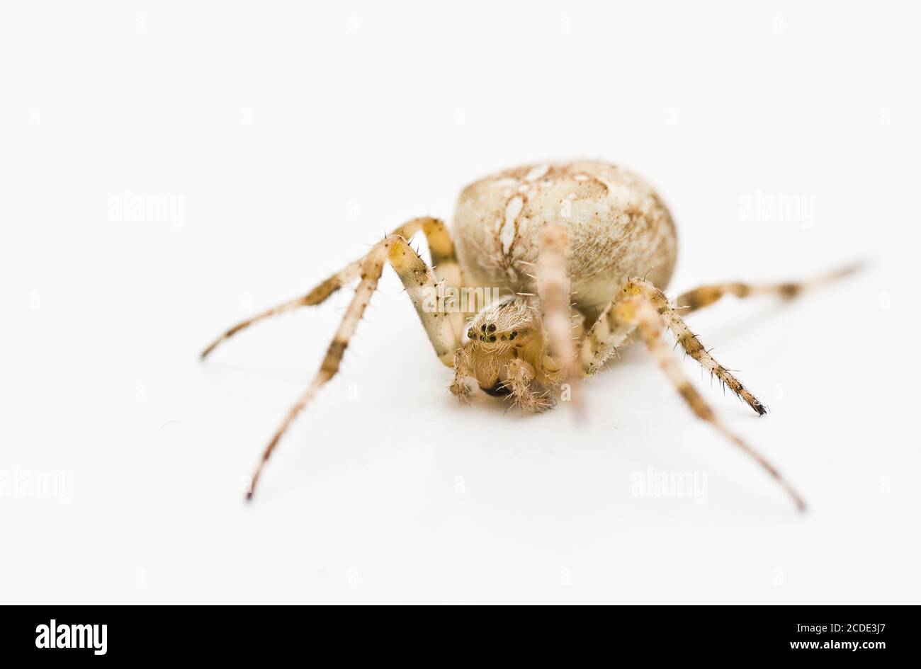 araignée de jardin Banque D'Images