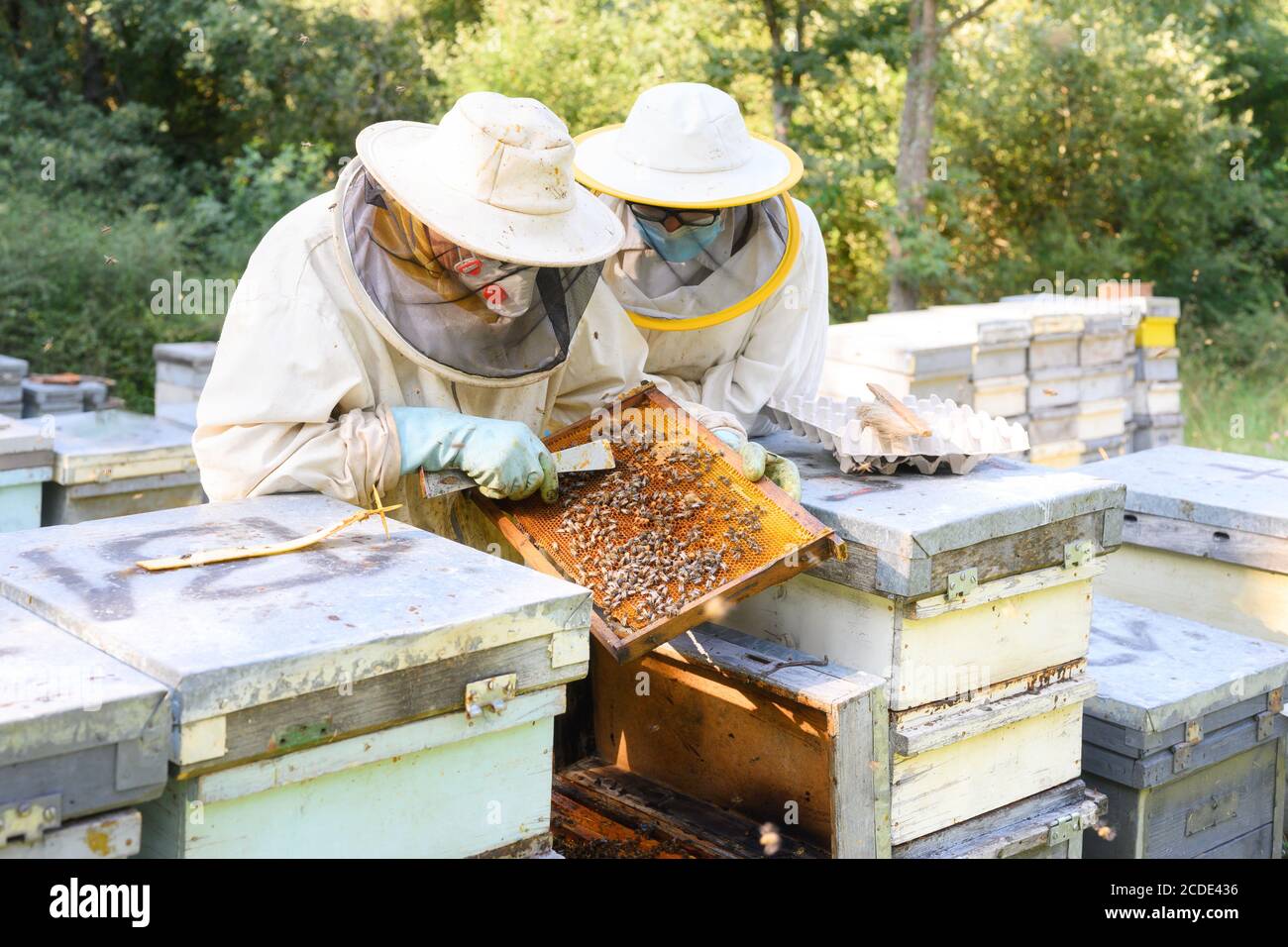 Apiculteur sur l'apiaire. Apiculteur travaille avec des abeilles et des ruches sur l'apilier. Image de haute qualité Banque D'Images