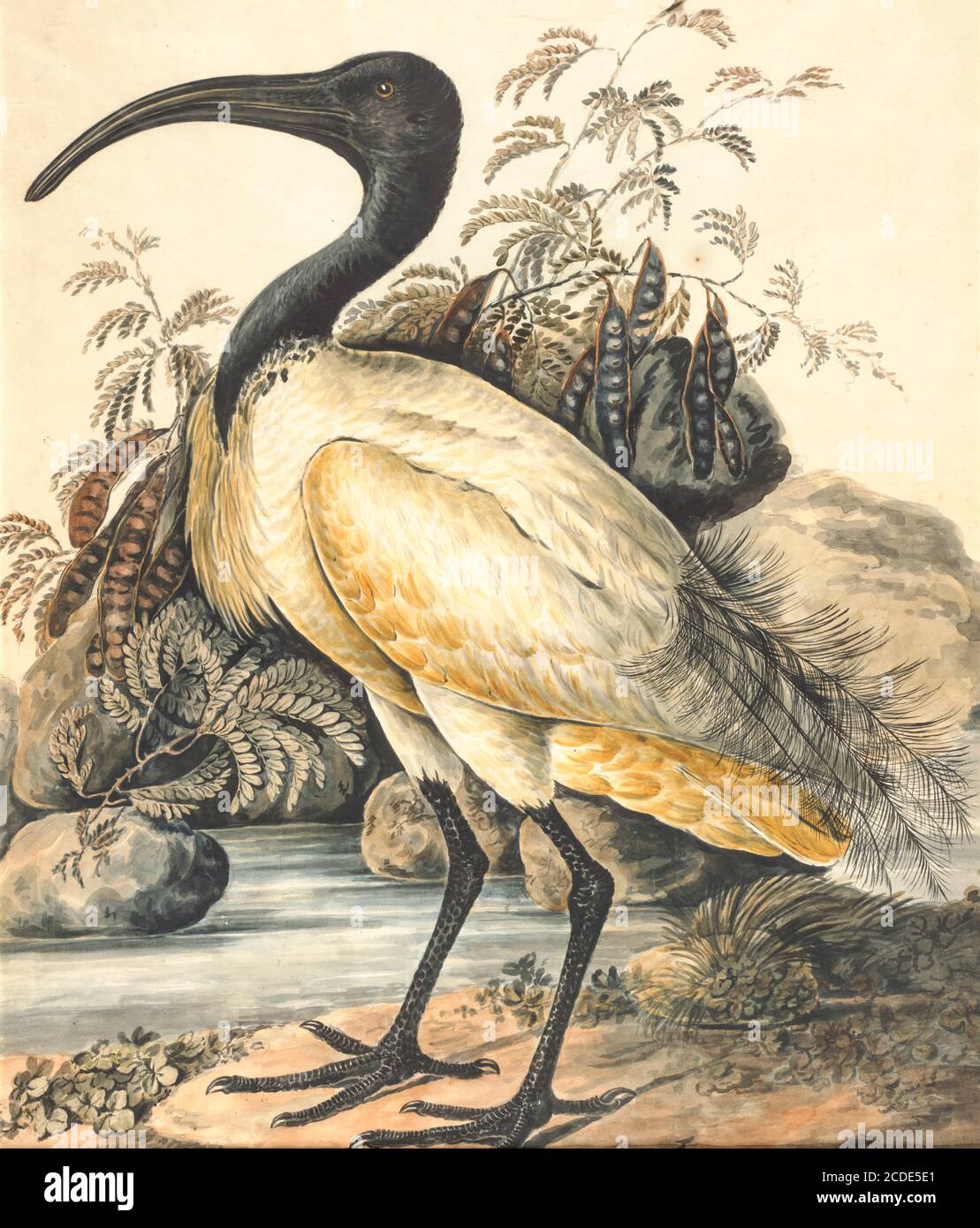 L'ibis à tête noire (Threskiornis melanocephalus), également connu sous le nom d'ibis blanc oriental, d'ibis blanc indien et d'ibis à cou noir, est une espèce d'oiseau à gué de la famille ibis Threskiornithidae qui se reproduit en Asie du Sud et du Sud-est, de l'Inde à l'ouest et à l'est, jusqu'au Japon. Peinture aquarelle du XIXe siècle par Elizabeth Gwillim. Lady Elizabeth Symonds Gwillim (21 avril 1763 – 21 décembre 1807) est une artiste mariée à Sir Henry Gwillim, juge puîné[1] à la haute cour de Madras jusqu'en 1808. Lady Gwillim a peint une série d'environ 200 aquarelles d'oiseaux indiens. Produit environ 20 y Banque D'Images