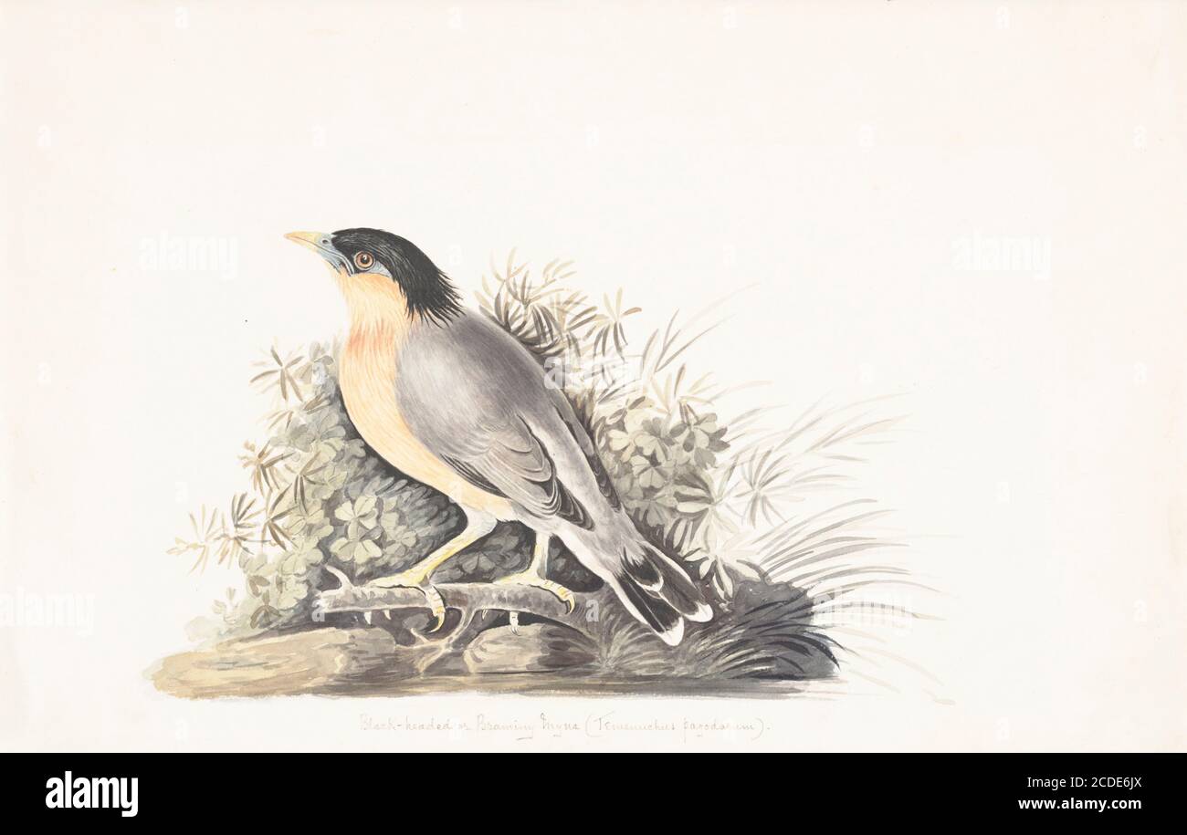 Le myna brahminy ou l'étoile brahminée (Sturnia pagodarum syn Sturnus pagodarum et Temenuchus pagodarum) est un membre de la famille des oiseaux en vedette. On le voit habituellement en paires ou en petites troupeaux dans des habitats ouverts sur les plaines du sous-continent indien. Peinture aquarelle du XVIIIe siècle par Elizabeth Gwillim. Lady Elizabeth Symonds Gwillim (21 avril 1763 – 21 décembre 1807) est une artiste mariée à Sir Henry Gwillim, juge puîné à la haute cour de Madras jusqu'en 1808. Lady Gwillim a peint une série d'environ 200 aquarelles d'oiseaux indiens. Produit environ 20 ans avant John James Audubon, son wor Banque D'Images