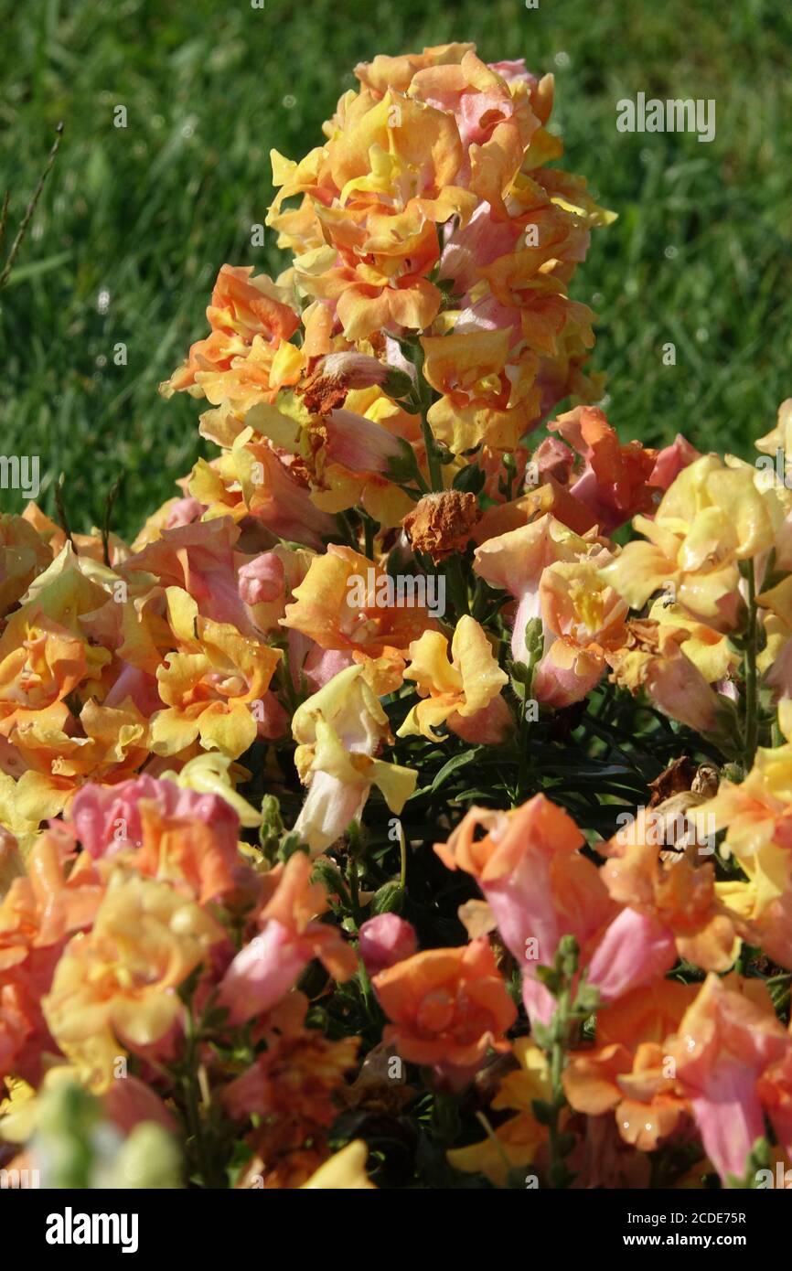 Snapdragon Antirrhinum majus 'Twinny Bronze' nuances fleur de snapdragon Banque D'Images