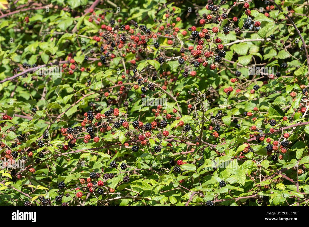 Brousse de brousse ou de brambles avec beaucoup de mûres mûres et mûrissant des mûres pendant l'été, Royaume-Uni Banque D'Images