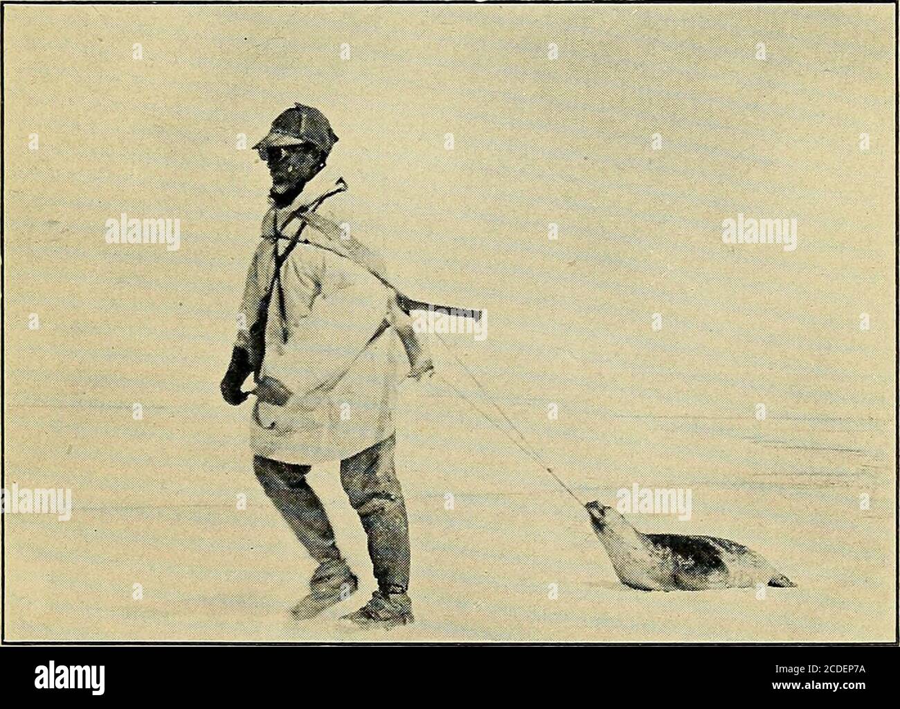 . Chasseurs du grand nord . Une femme pêchant dans la glace. Ramener un phoque COMME j'AI APPRIS À CHASSER LES PHOQUES 263 porting, rien n'était si important que d'apprendre à chasser le phoque, car je pourrais alors me fournir de la nourriture, du carburant, des vêtements et, si nécessaire, du matériel pour une tente ou un bateau. On dit que l'expérience est le meilleur professeur, mais sheis est un professeur lent et douloureux. Tout intellectuel réfléchi peut apprendre sans expérience, ou à partir de l'expérience des autres. C'est pourquoi nous avons de somany écoles et c'est pourquoi elles sont si utiles. Je l'ama grand croyant dans les écoles et aime apprendre t Banque D'Images