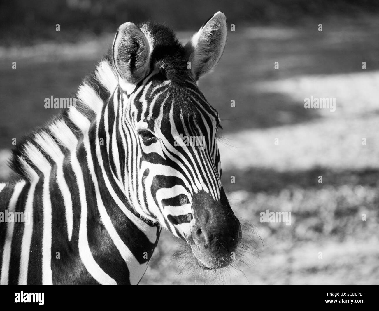 Gros plan du zèbre de Chapman, Equus quagga chapmanni, en noir et blanc Banque D'Images