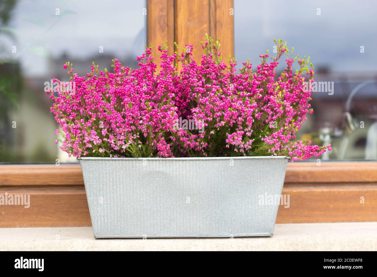 heather fleurit dans un pot de zinc sur le seuil de la fenêtre automne décoration de fenêtre Banque D'Images