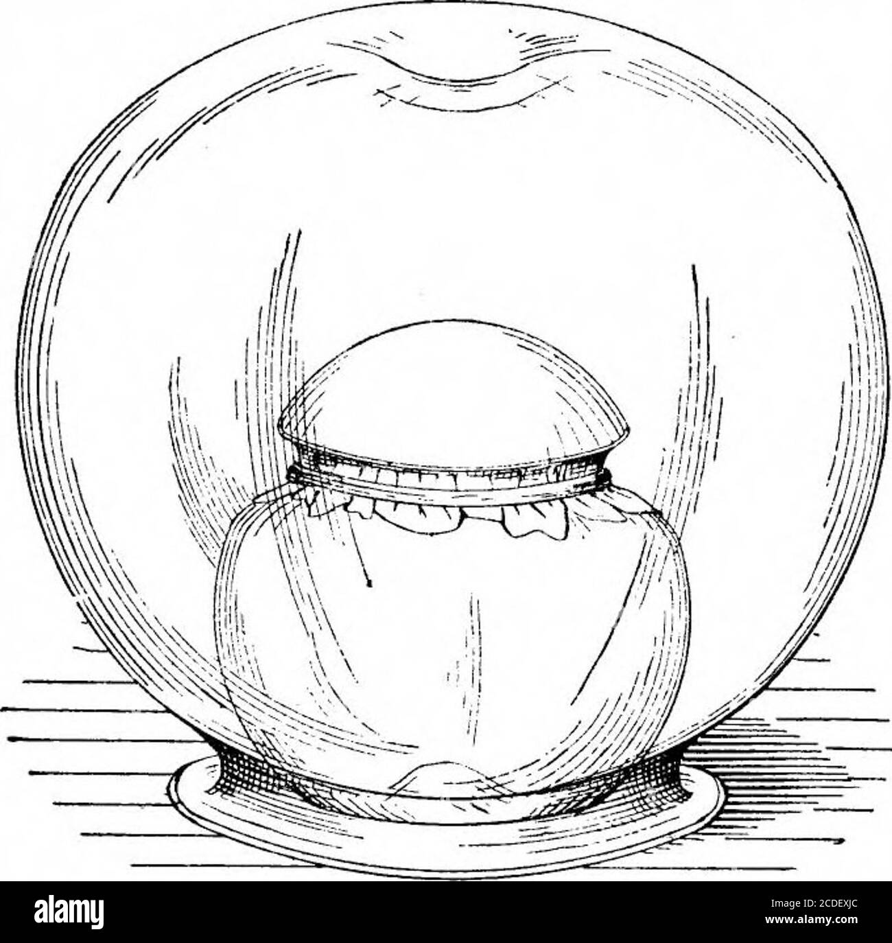 . Scientific American Volume 59 Numéro 04 (juillet 1888) . par un arc blanc, bordé de noir, dont la convexité est tournée vers l'arrière. L'ensemble offre l'aspect de l'apair de spectacles, et a obtenu pour l'animal onedes noms qu'il porte. La partie antérieure de la surface ventrale est blanchâtre et marquée d'une ou plusieurs bandes noires transversales. Deux des spécimens du musée sont colorés dans le chemin. Dans l'un d'eux, cependant, le colorant fondamental n'est pas si foncé, et dans le troisième il est d'un très palebrone. Les taches cervicales caractéristiques sont fré-quently plus ou moins effhonoré ou m Banque D'Images