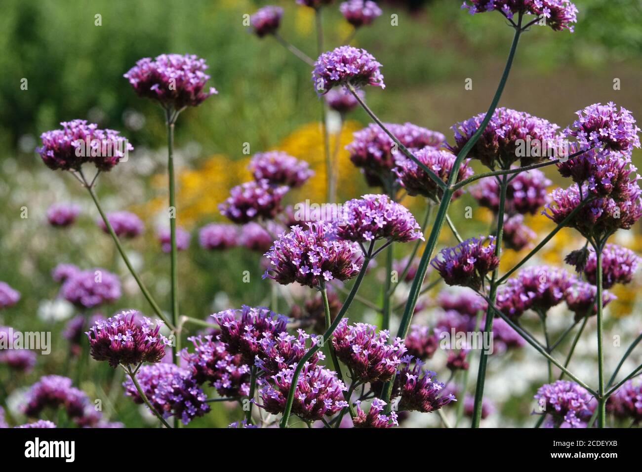 Fleurs argentines en vain Banque D'Images