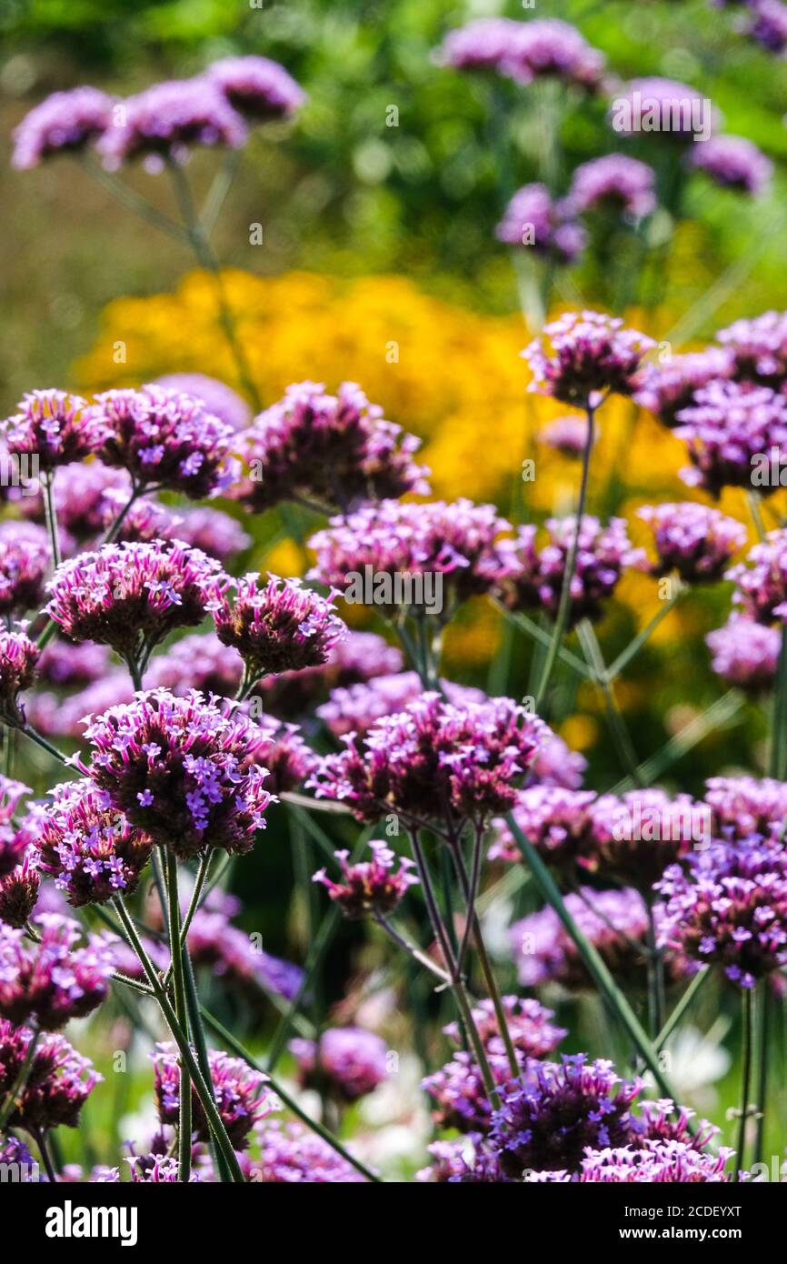 Jardin verveineux argentin Verbena bonariensis plante d'été vivace plante herbacée bordure de bordure convenant à une plante verveine de jardin anglais Banque D'Images