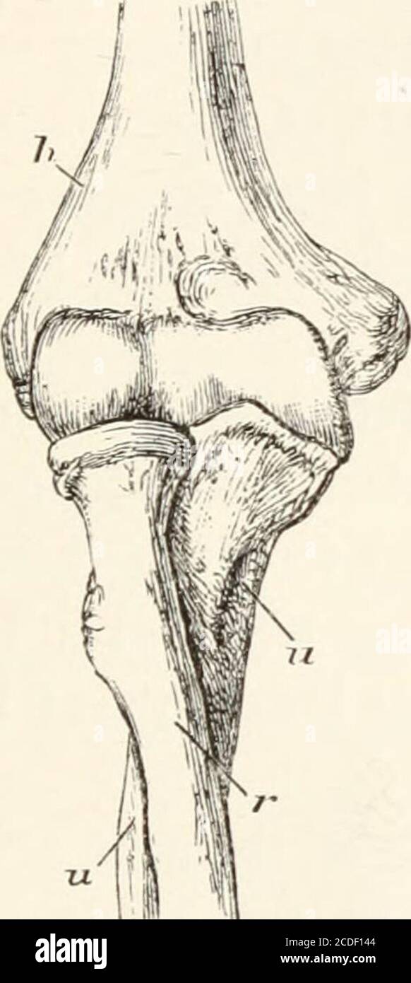 une introduction a l osteologie de la mammalia n dans tout autre mammal le cubitus est stationnaire et le rayon se deplace l endonly superieur sur son propre axe etant fixe